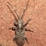 Ecyroschema favosum